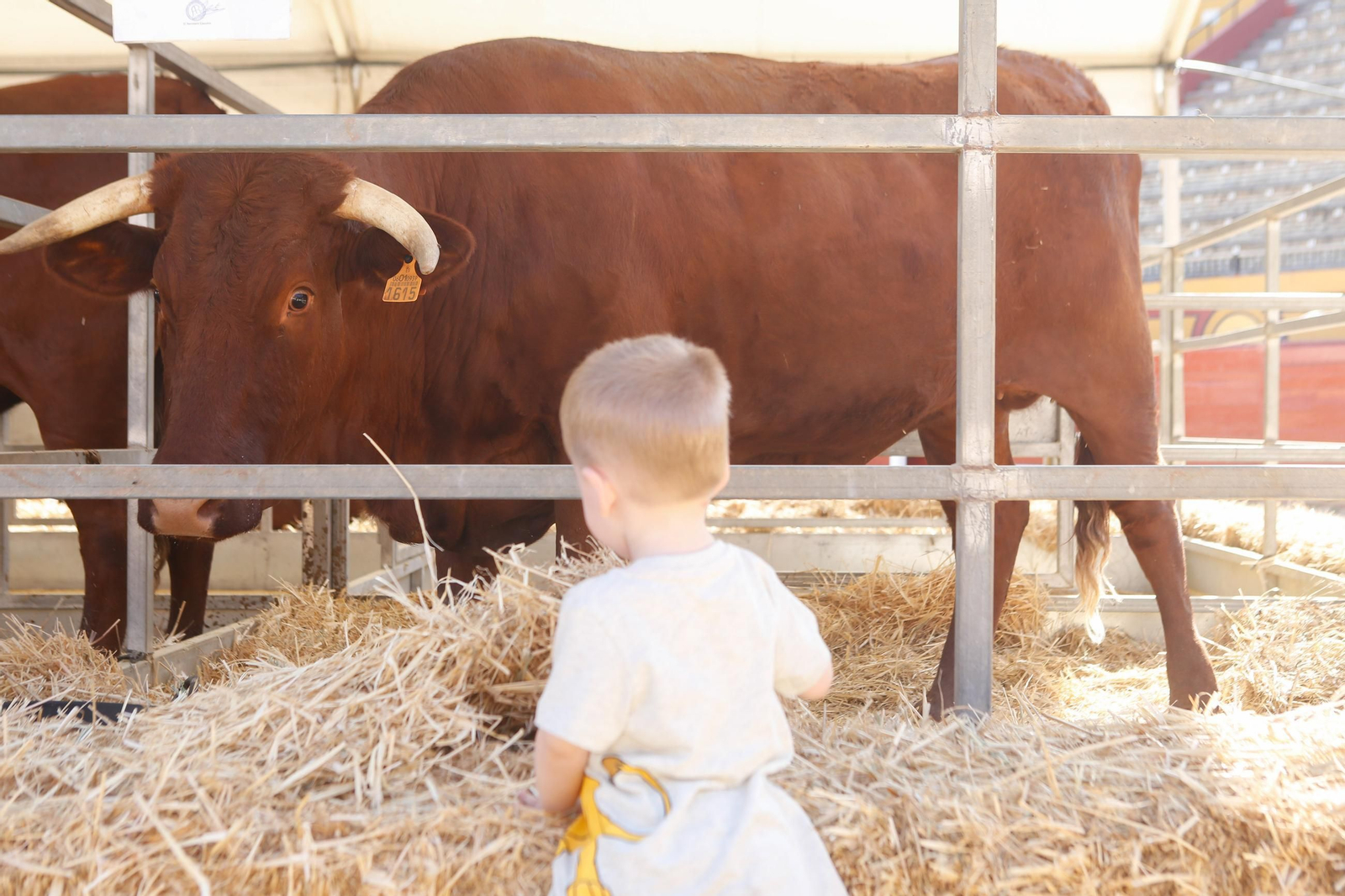 Fotos de la 147 feria del ganado en Algeciras